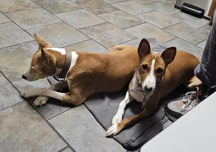 Kyle Animal Hospital Picture 5