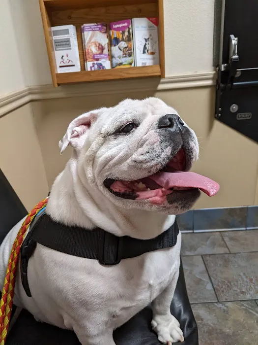 Kyle Animal Hospital Picture 3