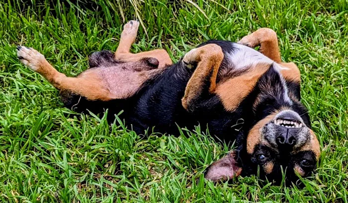 Vetco Vaccination Clinic Picture 2