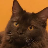 Republic Veterinary Hospital ico