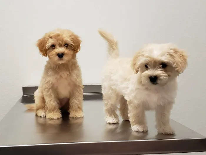 Republic Veterinary Hospital Picture 5