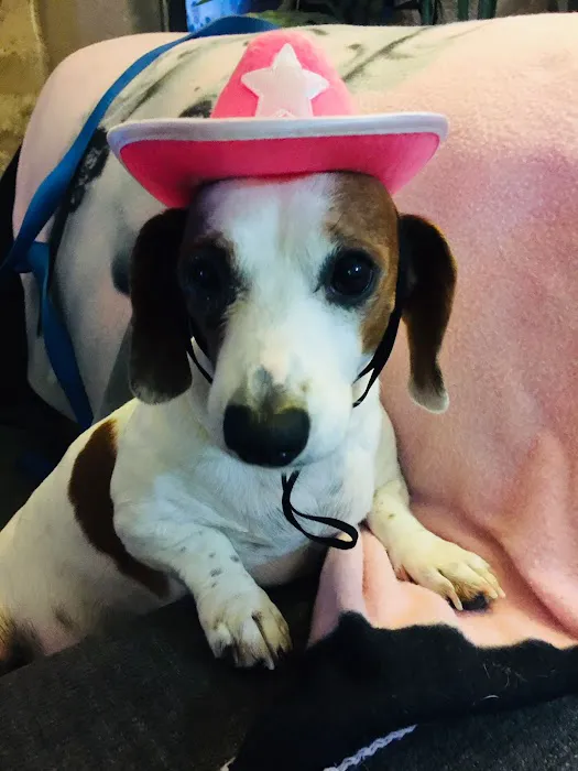 Republic Veterinary Hospital Picture 6