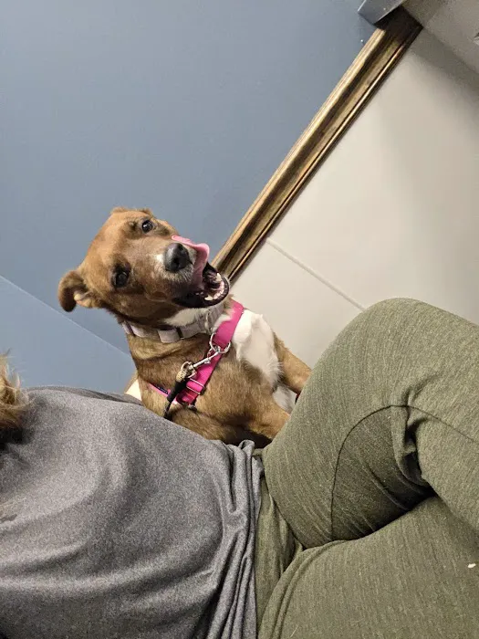 Kindred Animal Hospital Picture 5