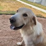 Deep Roots Animal Clinic