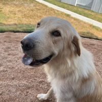 Deep Roots Animal Clinic ico