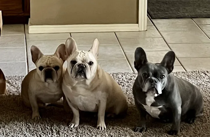 South Flower Mound Animal Hospital Picture 1