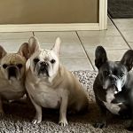South Flower Mound Animal Hospital
