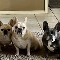 South Flower Mound Animal Hospital ico
