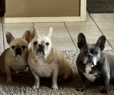 South Flower Mound Animal Hospital