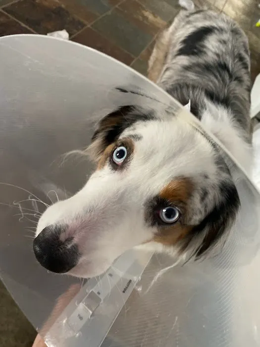 South Flower Mound Animal Hospital Picture 9