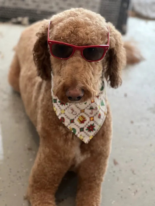 Flower Mound Veterinary Hospital Picture 1