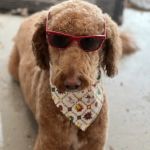 Flower Mound Veterinary Hospital