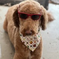 Flower Mound Veterinary Hospital ico
