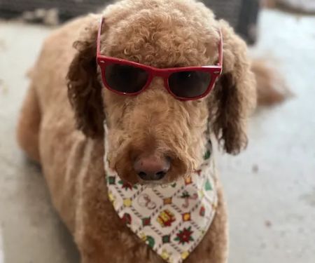 Flower Mound Veterinary Hospital