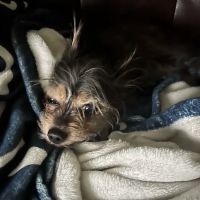 Lewisville North Animal Clinic PC ico