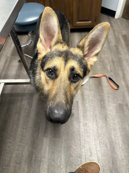 Lewisville North Animal Clinic PC Picture 4