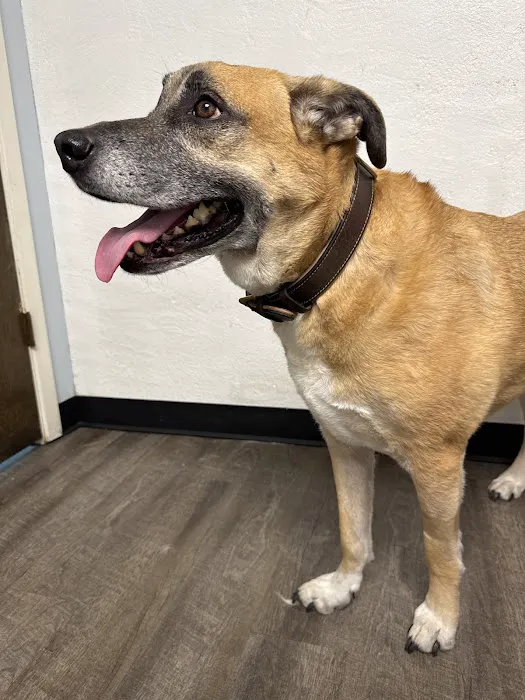 Lewisville North Animal Clinic PC Picture 7