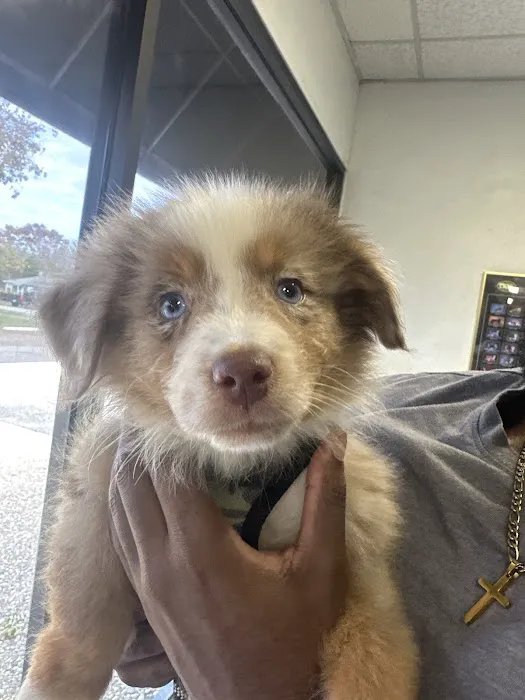 Lewisville North Animal Clinic PC Picture 2