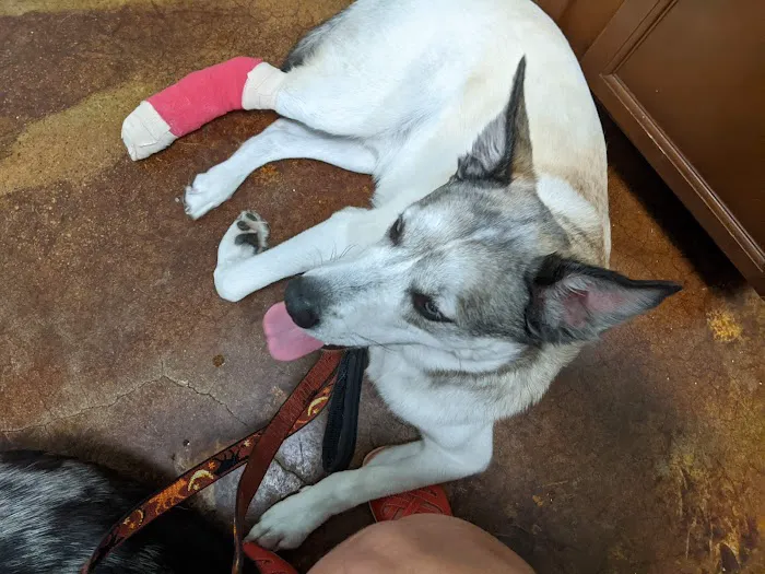 Community Pet Outreach ~ Health Hub Picture 1
