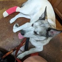 Community Pet Outreach ~ Health Hub ico