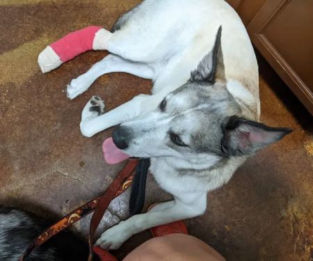 Community Pet Outreach ~ Health Hub