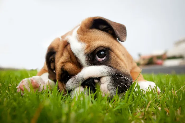 Community Pet Outreach ~ Health Hub Picture 6