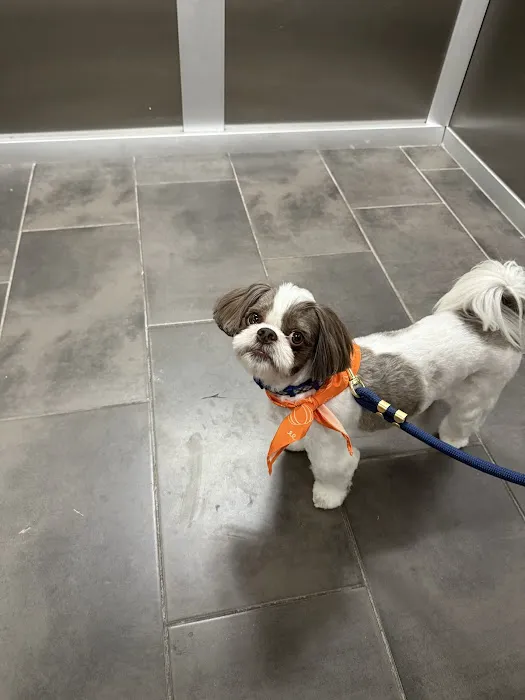 Main Street Veterinary Hospital Picture 3
