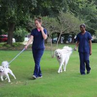 Main Street Veterinary Hospital ico