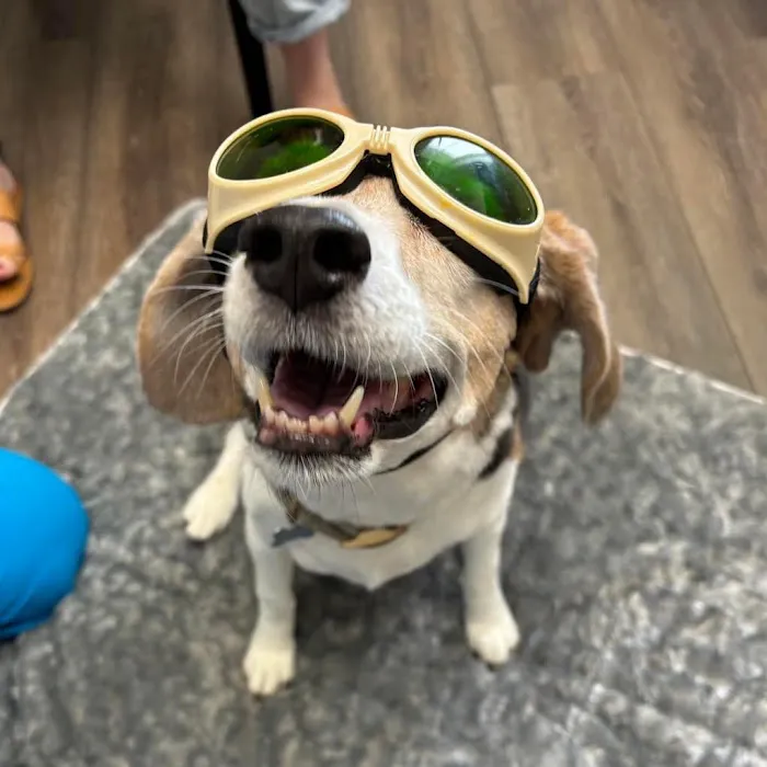 Integrative Veterinary Wellness at Garden Ridge Animal Hospital Picture 8