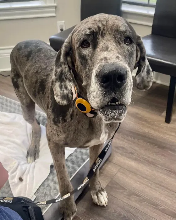 Integrative Veterinary Wellness at Garden Ridge Animal Hospital Picture 4
