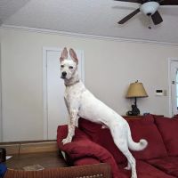 Banfield Pet Hospital ico