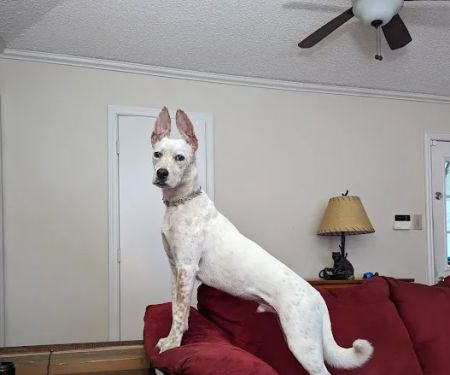 Banfield Pet Hospital