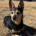 Castle Hills Animal Hospital