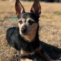 Castle Hills Animal Hospital ico