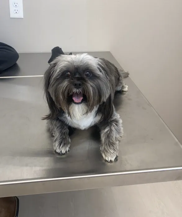 Castle Hills Animal Hospital Picture 6