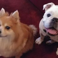 Prestonwood Pet Clinic ico