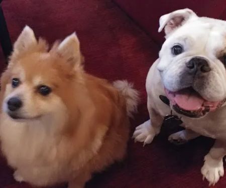 Prestonwood Pet Clinic