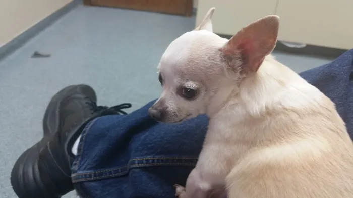Prestonwood Pet Clinic Picture 5