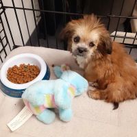 Trail Pet Hospital ico