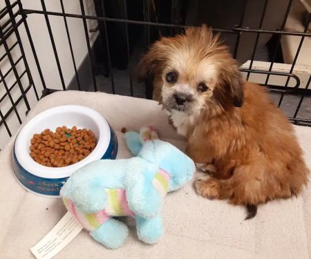 Trail Pet Hospital