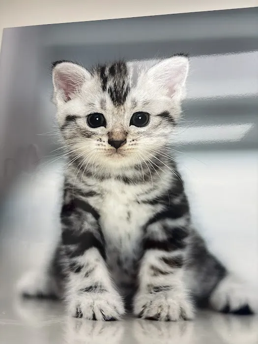 Trail Pet Hospital Picture 5