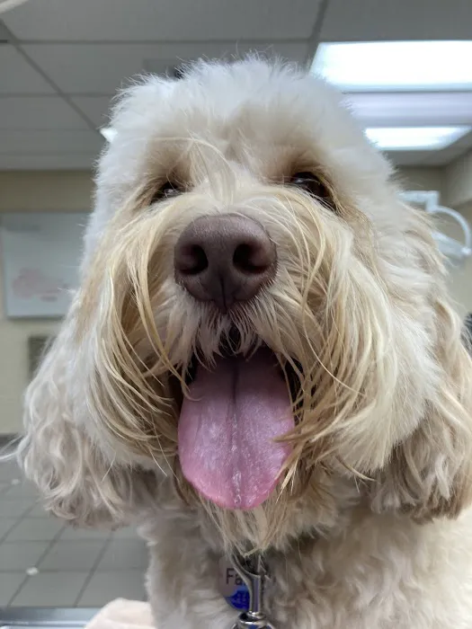 Campbell Village Veterinary Clinic Picture 5