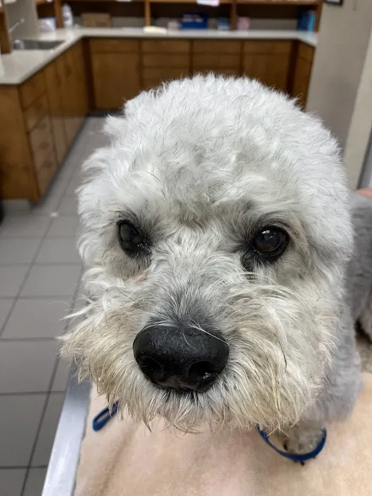 Campbell Village Veterinary Clinic Picture 7
