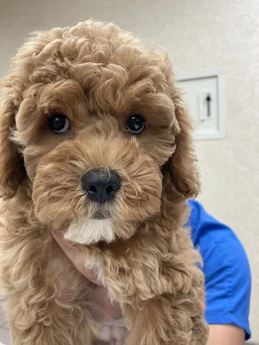 Campbell Village Veterinary Clinic Picture 10