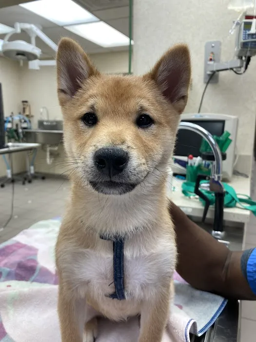 Campbell Village Veterinary Clinic Picture 9