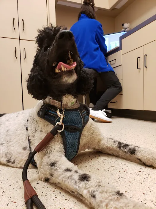 Animal Ophthalmology Clinic Picture 10