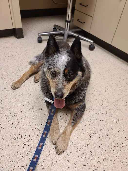 Animal Ophthalmology Clinic Picture 4