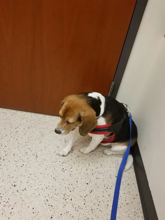 Animal Ophthalmology Clinic Picture 7
