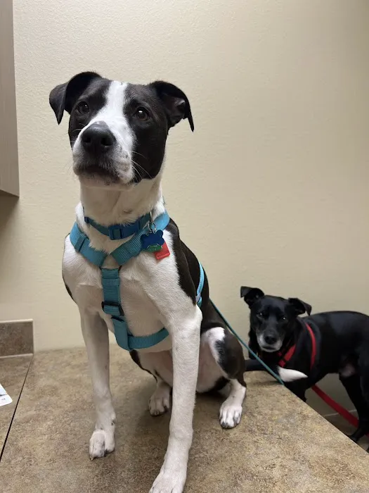 ABC Veterinary Clinic of Lewisville Picture 1