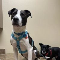ABC Veterinary Clinic of Lewisville ico
